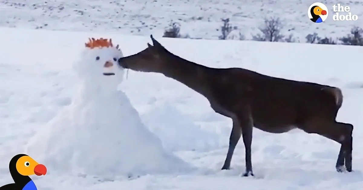 A Curious Deer Approaches a Snowman. Watch What Happens When He Gets Closer.