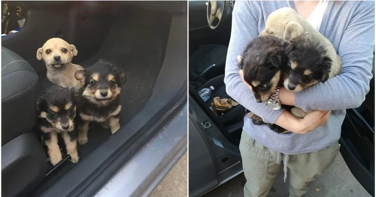 A Man Pulls Over After Spotting a Puppy in Front of His Car, but He Wasn''t Alone!