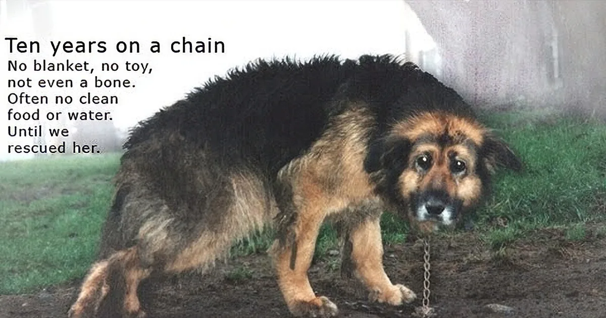 A German Shepherd dog stands on a chain, appearing thin and unkempt, with a caption describing its harsh conditions...