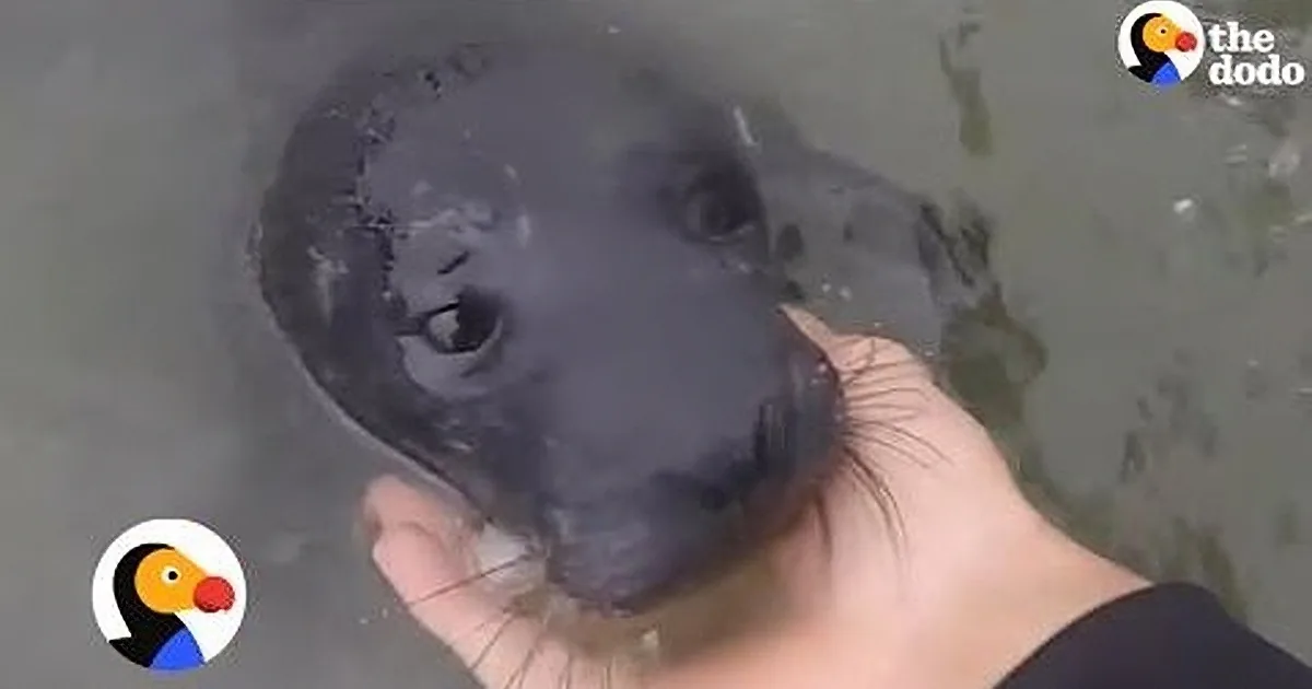 A baby seal is being held in someone's hands, appearing wet and with a slightly distressed expression.