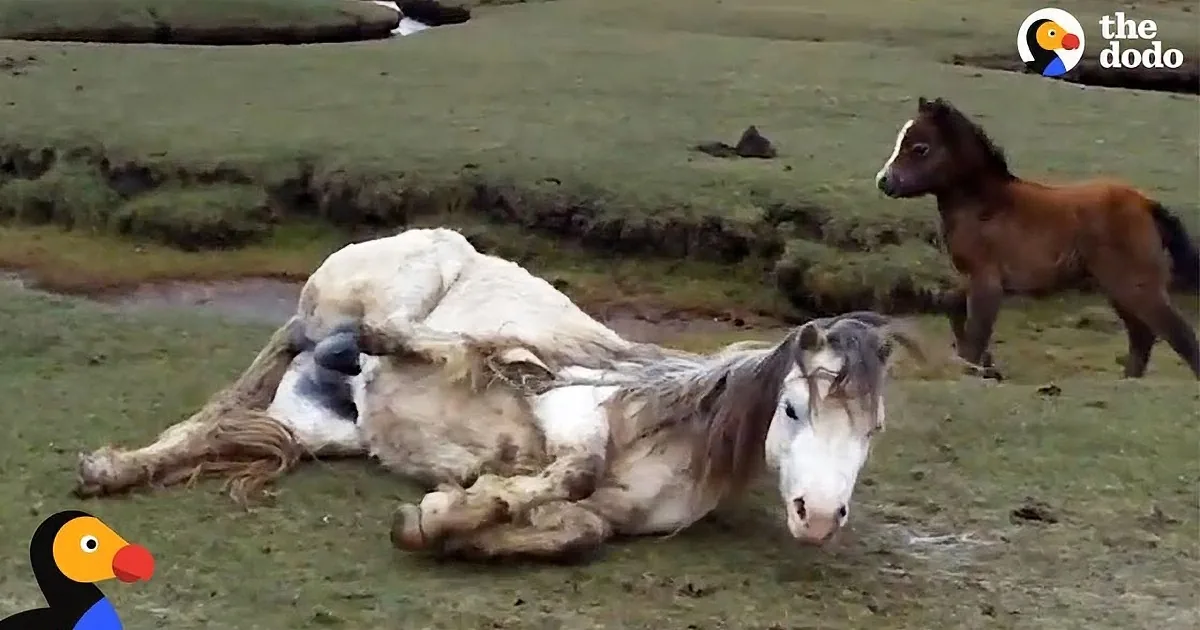 A Horse Refuses to Leave His Injured Mother - Rescuers Had Better Act Fast!