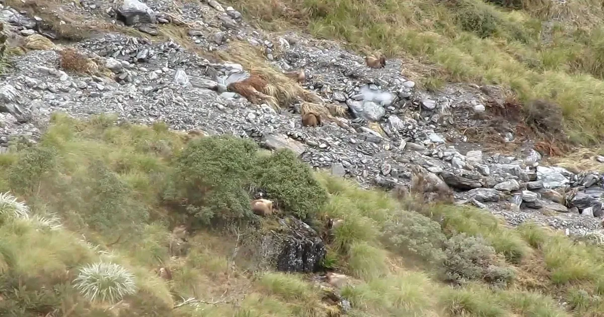 A rocky, grassy hillside with scattered animals, possibly deer, resting on the ground.