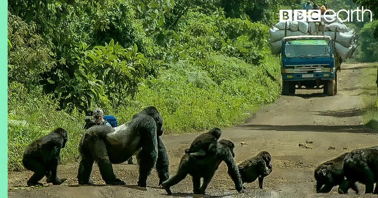 Watch a Majestic Silverback Gorilla Serve as a Crossing Guard for His Troop