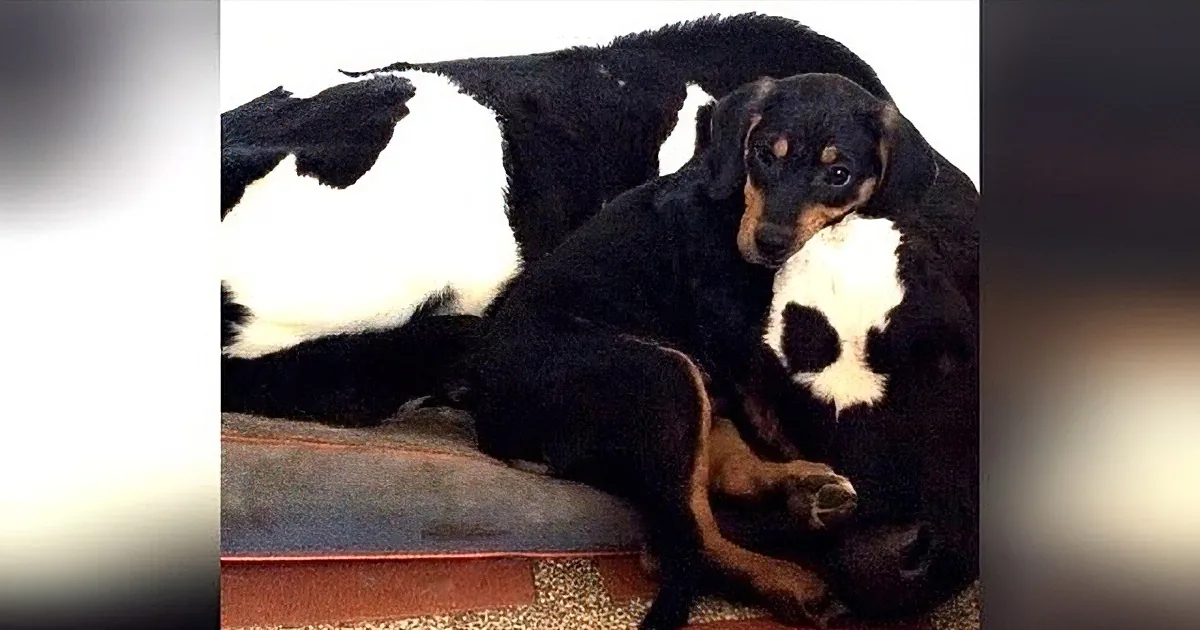 Two Unwanted Animals Become Best Friends: One Is a Puppy, the Other a Cow!