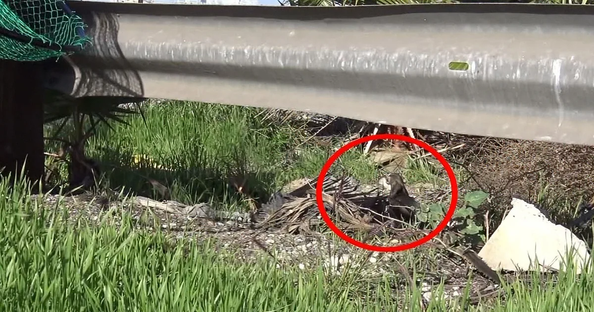 Frozen With Fear, a Chihuahua Ends up Helping With His Own Rescue