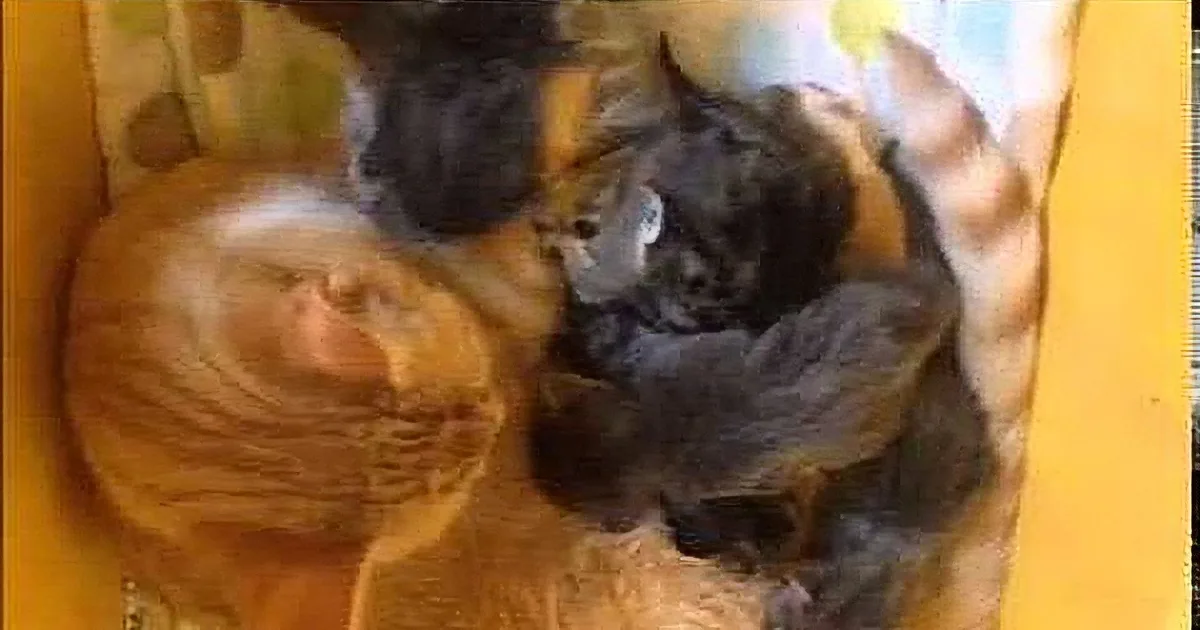Daddy Cat With Special Needs Nurtures Abandoned Kittens and Helps Them to Survive
