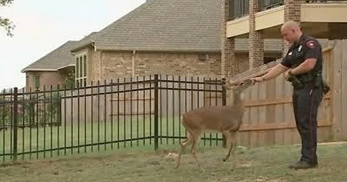 Friendly Deer Barges in on Interview With Police Officer Who Helped Him