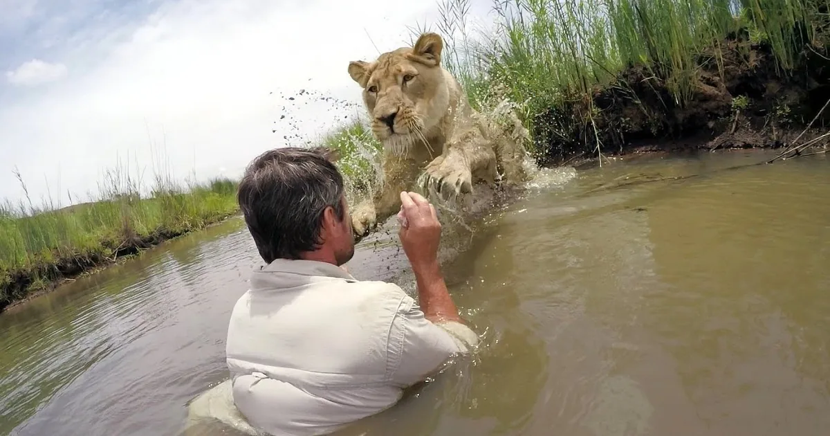 Two Lions Return to the Wild: See What It Was Like From Their Perspective