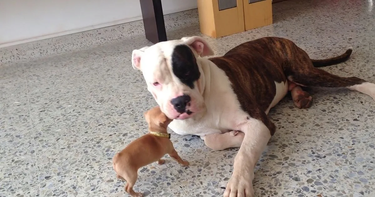 A large brindle and white dog lies on a speckled floor, with a small brown puppy playfully interacting nearby.