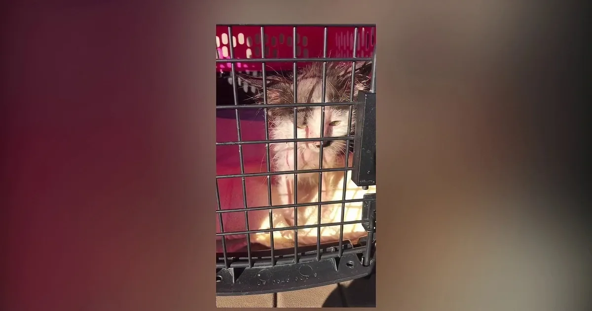 Watch the Amazing Transformation of This Once Rejected Tiny Kitten! Amazing!