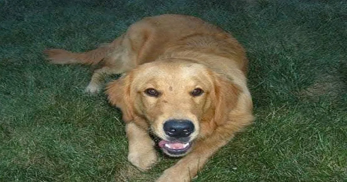 A golden retriever dog is lying on green grass, looking relaxed with its tongue out.