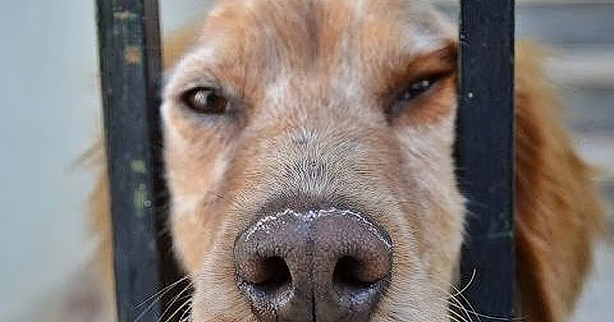 A close-up of a dog's face behind bars, with a focus on its nose and whiskers.