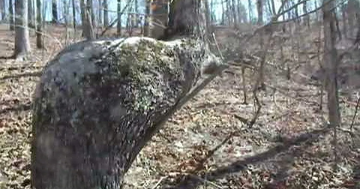 A deer's head and antlers are visible, standing amidst fallen leaves and trees in a forested area.