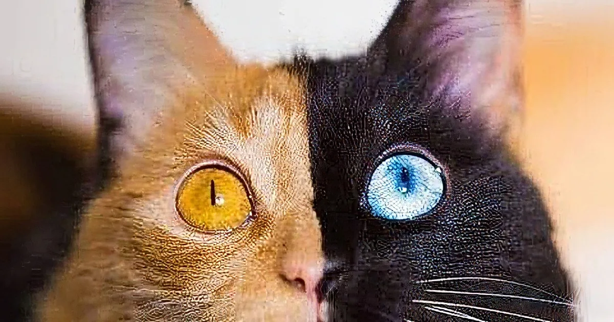 A cat with a unique split face, one side orange, the other black, and strikingly different colored eyes.