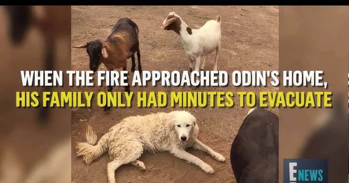 Brave Dog Stays Back to Protect Goats From Wildfires and Days Later Owner Finds Them All Alive