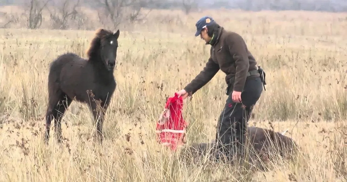 A man in a field holds a red bucket while a black horse stands nearby.