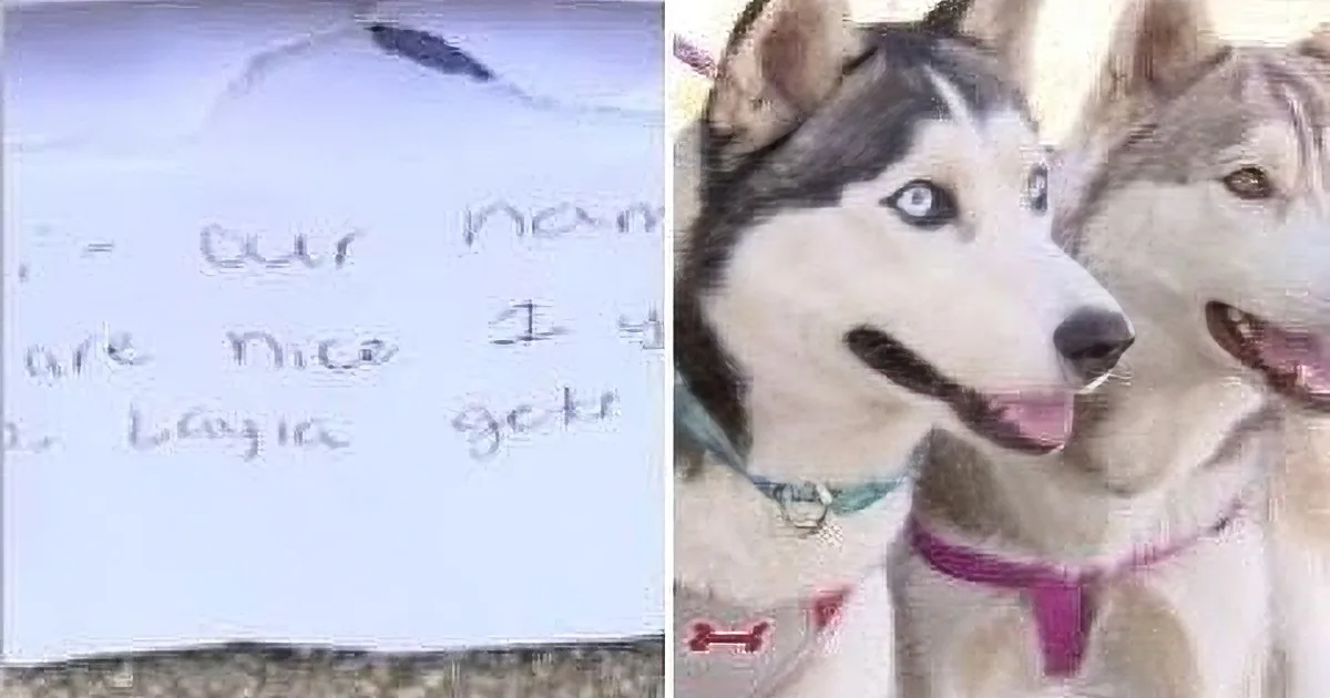 Two huskies with a handwritten note saying "Our names are Nice I y, Layla gets" in the background.