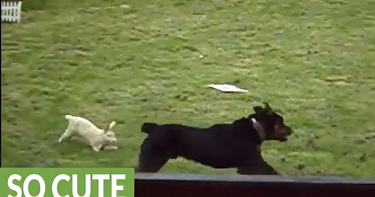 A Rottweiler Sees a Rabbit Outside and Takes off Running, but See What He Does After