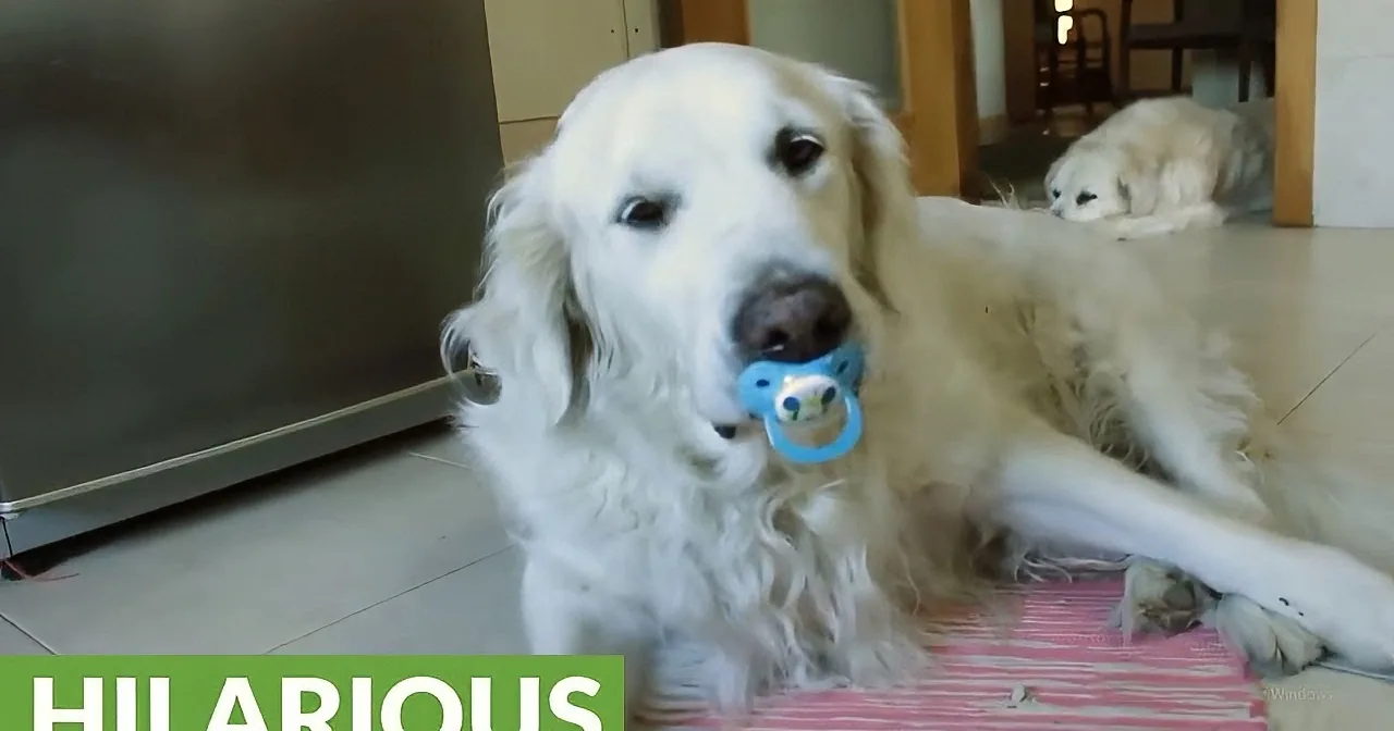 A Golden Retriever Gives a Hilarious Answer When He Is Asked to Return a Pacifier