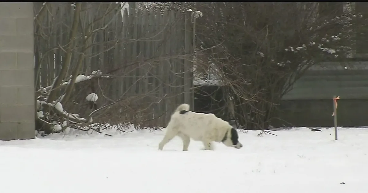 This State Just Passed a Law That Punishes Anyone Who Leaves Their Dog out in Extreme Weather!