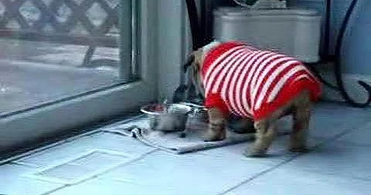 A dog in a red and white striped shirt is eating from a bowl on the floor near a window.
