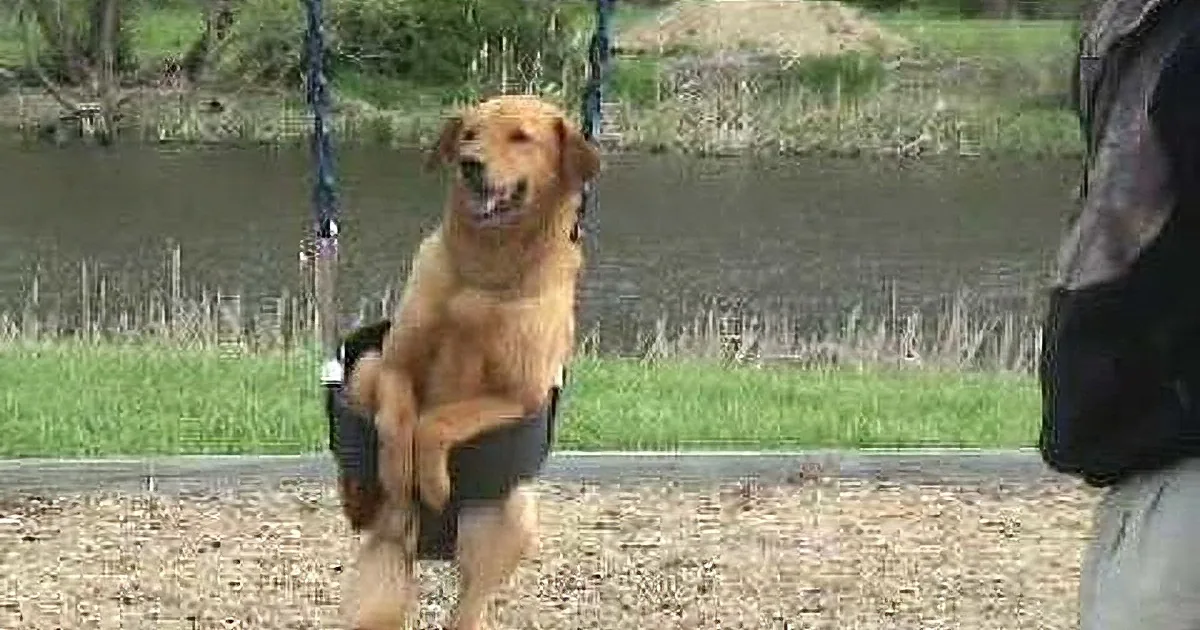 A golden retriever sits happily in a swing at a park, surrounded by greenery and water.