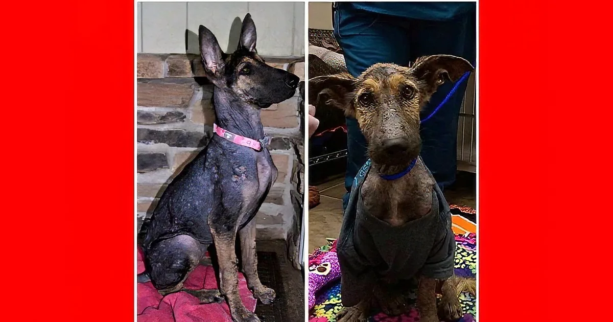A dog with a thin coat and a pink collar is shown in various poses, highlighting its condition.