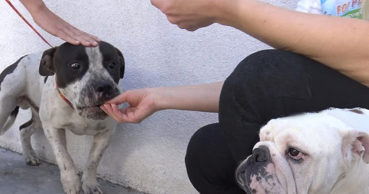 When They Were Rescuing This Pit Bull, They Didn''t Expect His Friend to Tag Along!