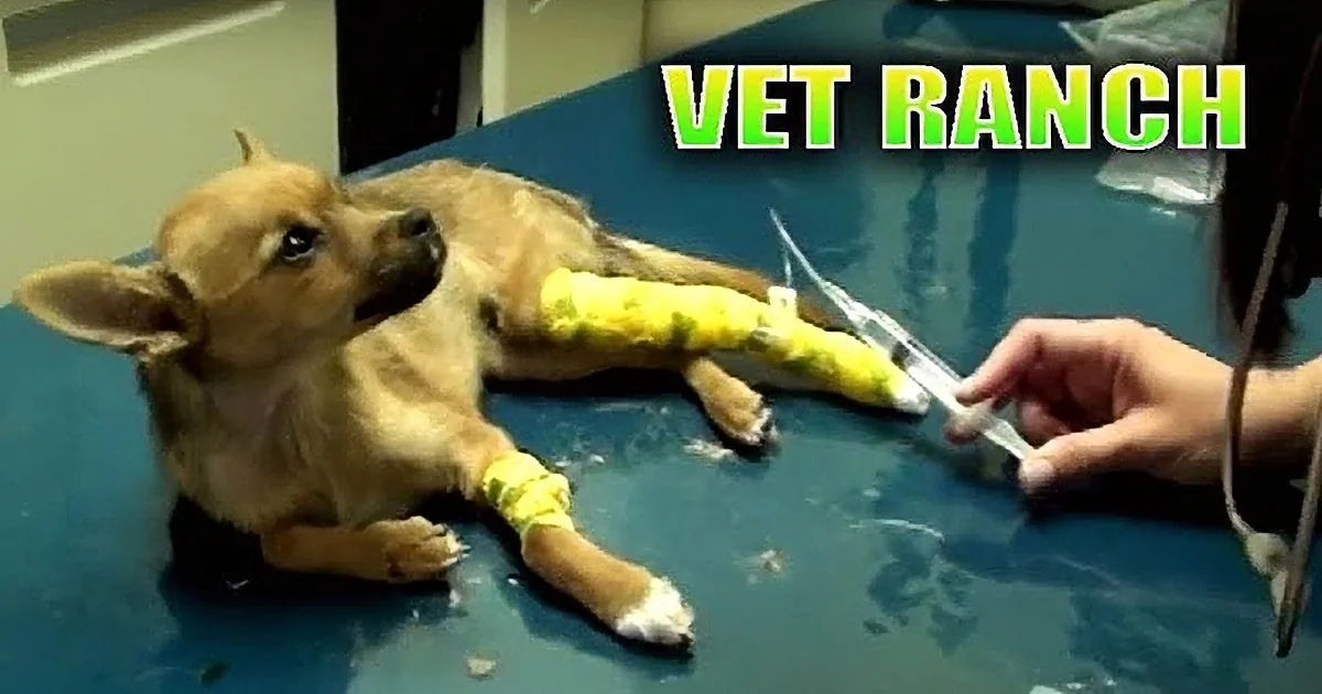 A Tiny Puppy Is Dying Right in Front of the Vet - Then, Something Amazing Happened!