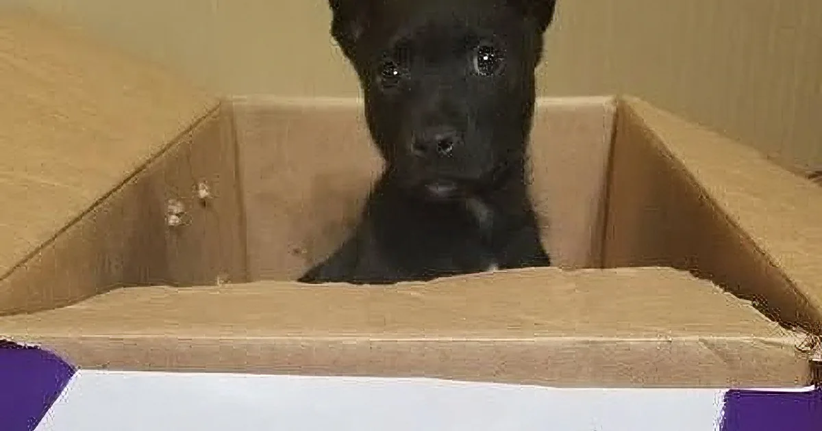 A curious black puppy peers out from a cardboard box, surrounded by purple and white objects.