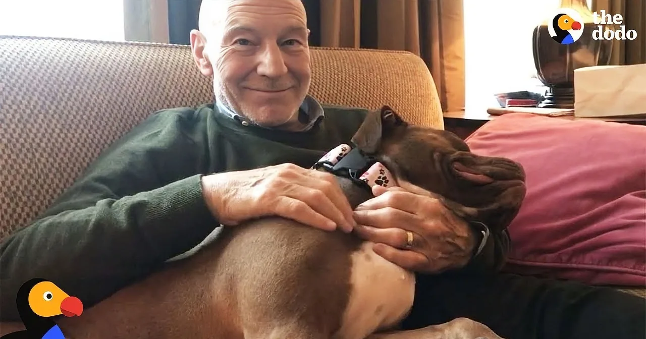 Patrick Stewart Greets the Pit Bull He Will Foster and Falls in Love