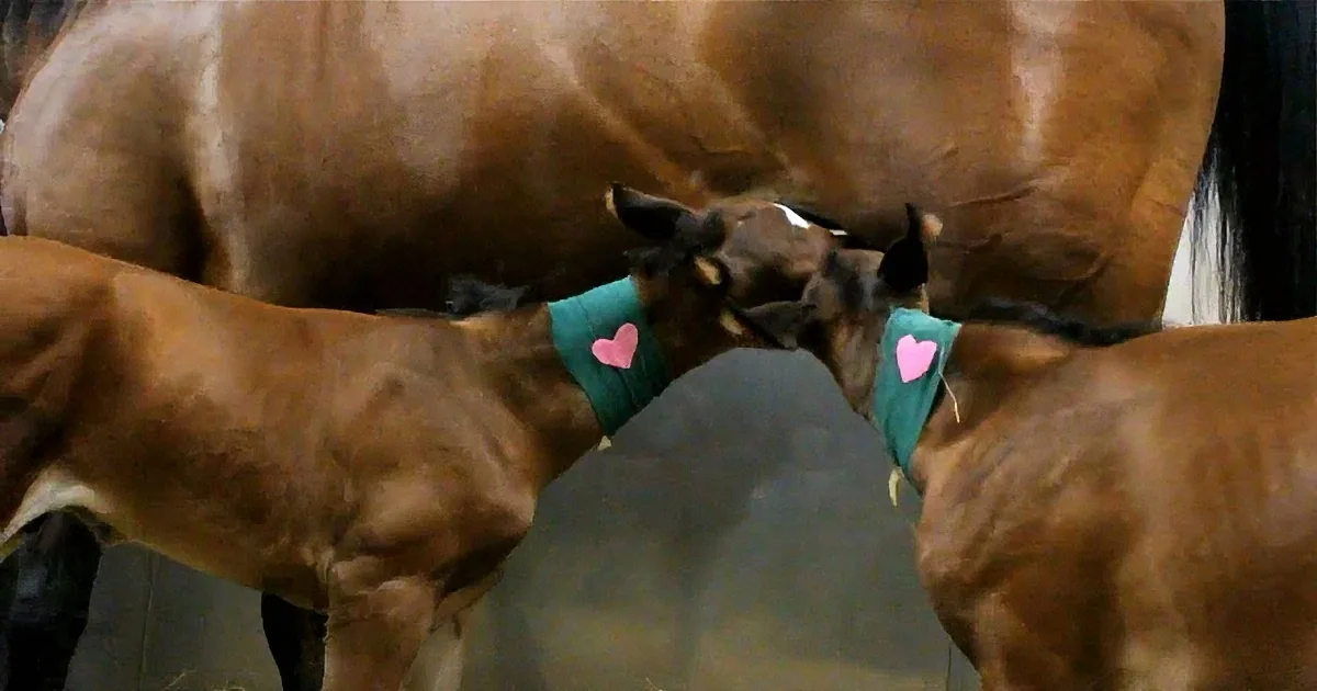 Two foals wearing green bibs with pink hearts nurse from their mother.