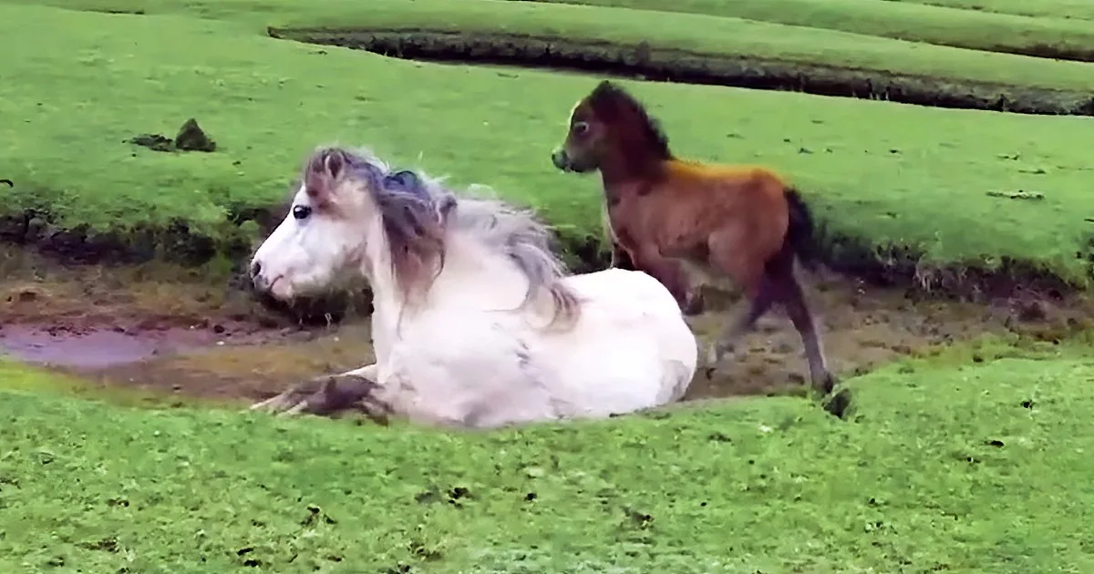 Injured Mama Horse Can''t Get up, Baby Horse Refuses to Leave Her Side