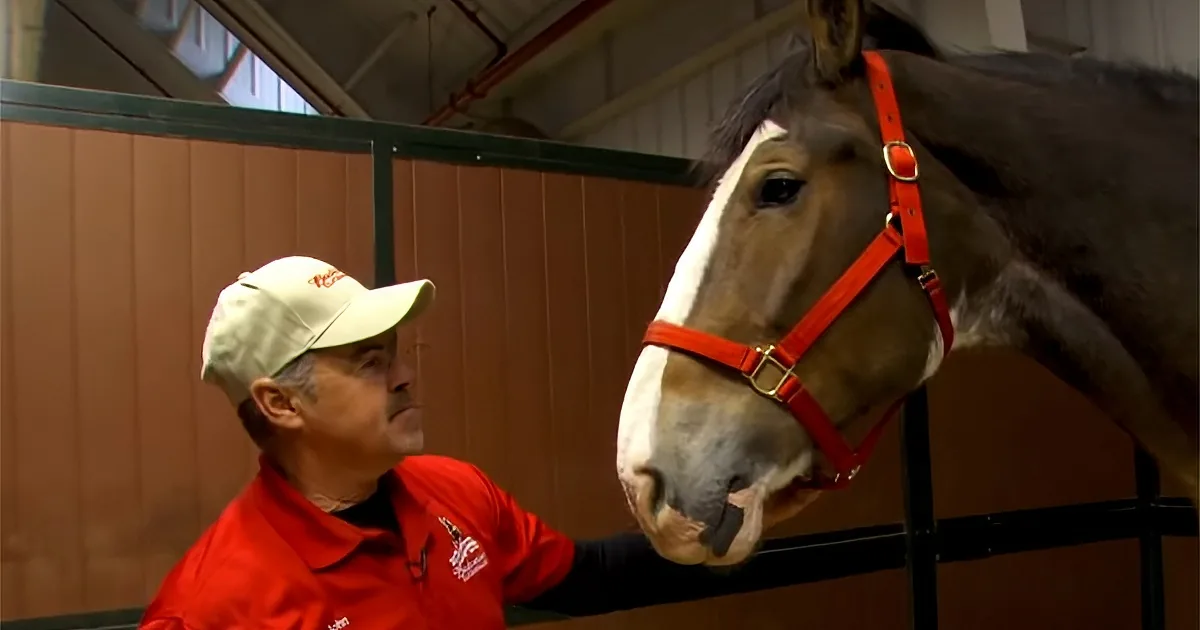 Remember the Budweiser Clydesdales? Behind-the-Scenes Footage Shows Their Journey to the Superbowl