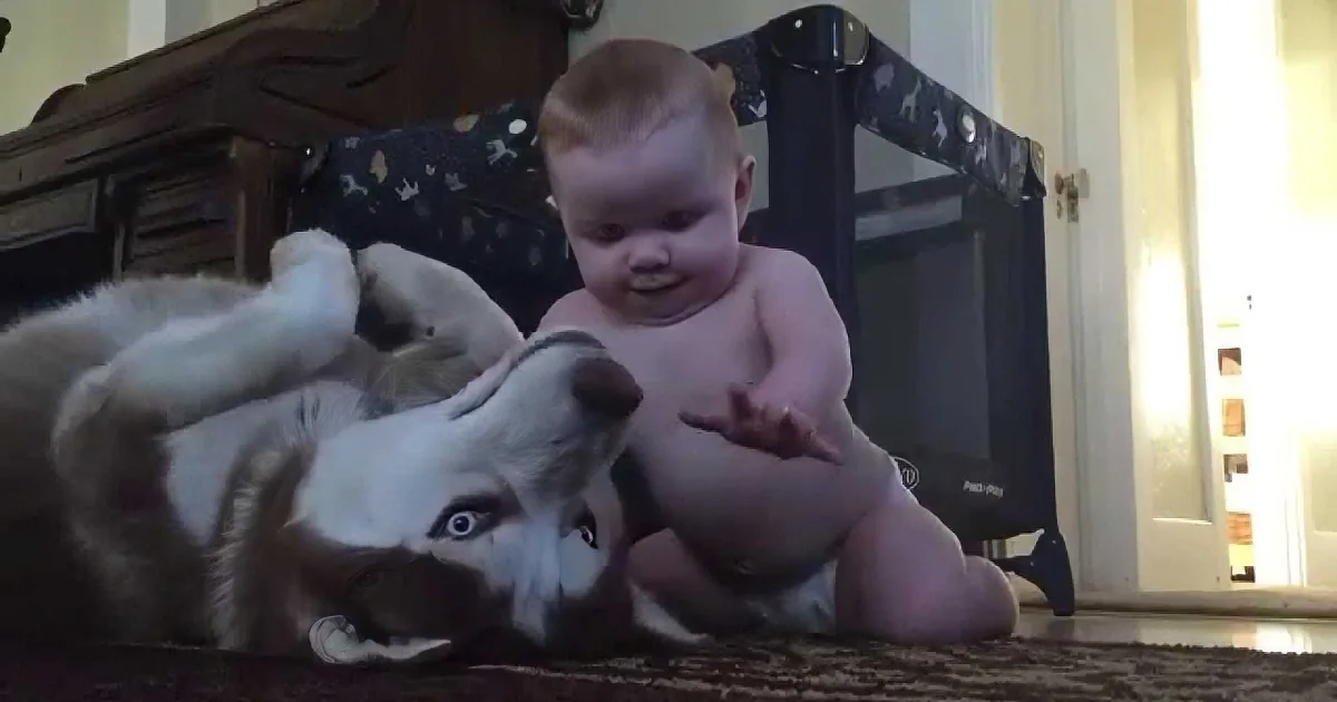 A baby and a husky are playfully interacting on the floor, with the baby holding the husky's paw.