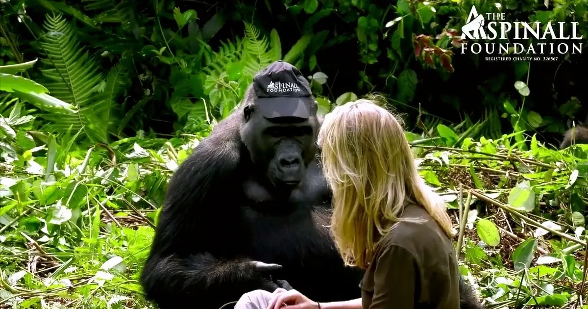Gorillas Hadn''t Seen Him in 6 Years. He Introduces His Wife, They Steal Her