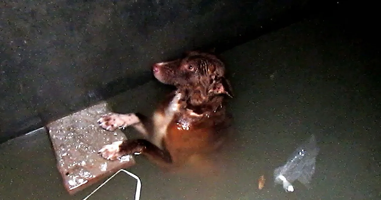Five Dramatic Rescues: Three Dogs and Two Cattle Saved From Mortal Peril