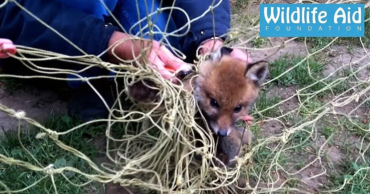 A fox cub is entangled in a tangle of ropes, being rescued by a person in a blue jacket.