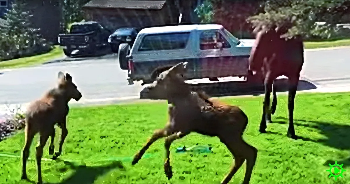Mama Moose and Babies Play in Sprinkler