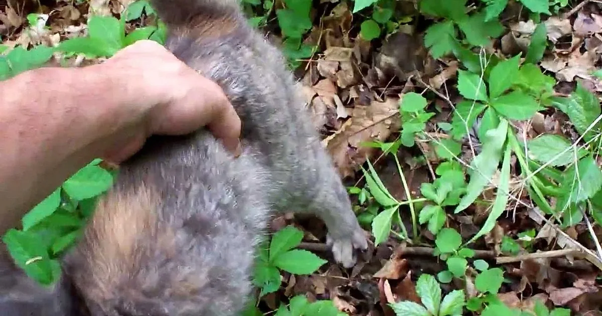 A hand holds a small, grayish-brown animal amidst green foliage and fallen leaves.