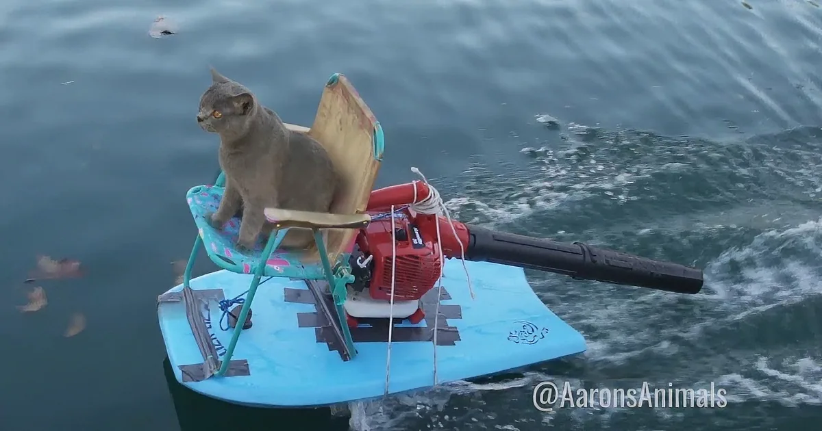 A Goose Steals Cat''s Treats; the Way He Gets Them Back Has Everyone Laughing