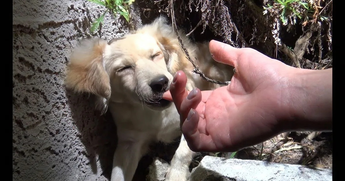 To Rescue a Dog, They Had to Deploy the Ultimate Weapon: Bits of Cheeseburger