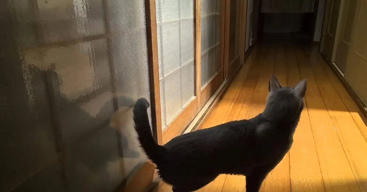 How Does He Do It? They Set up a Camera to Solve a Feline Mystery