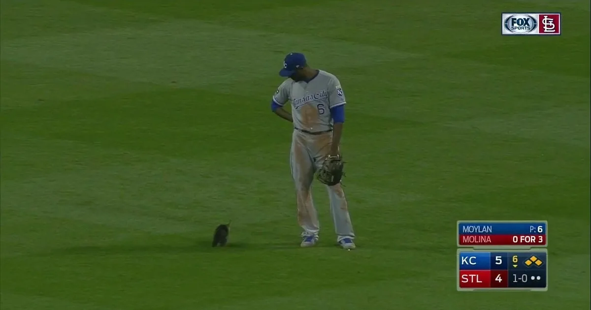 A baseball player in a Kansas City uniform stands on the field, looking down, with a glove in hand.