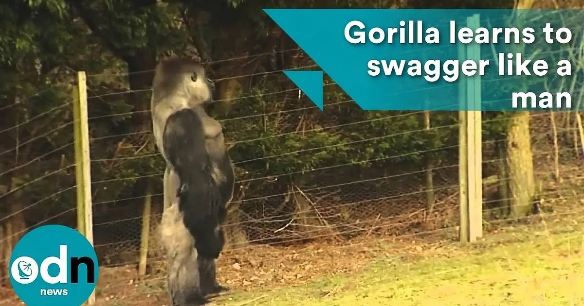 A gorilla stands on its hind legs, mimicking a human walk, with a caption about learning to "swagger like a man."