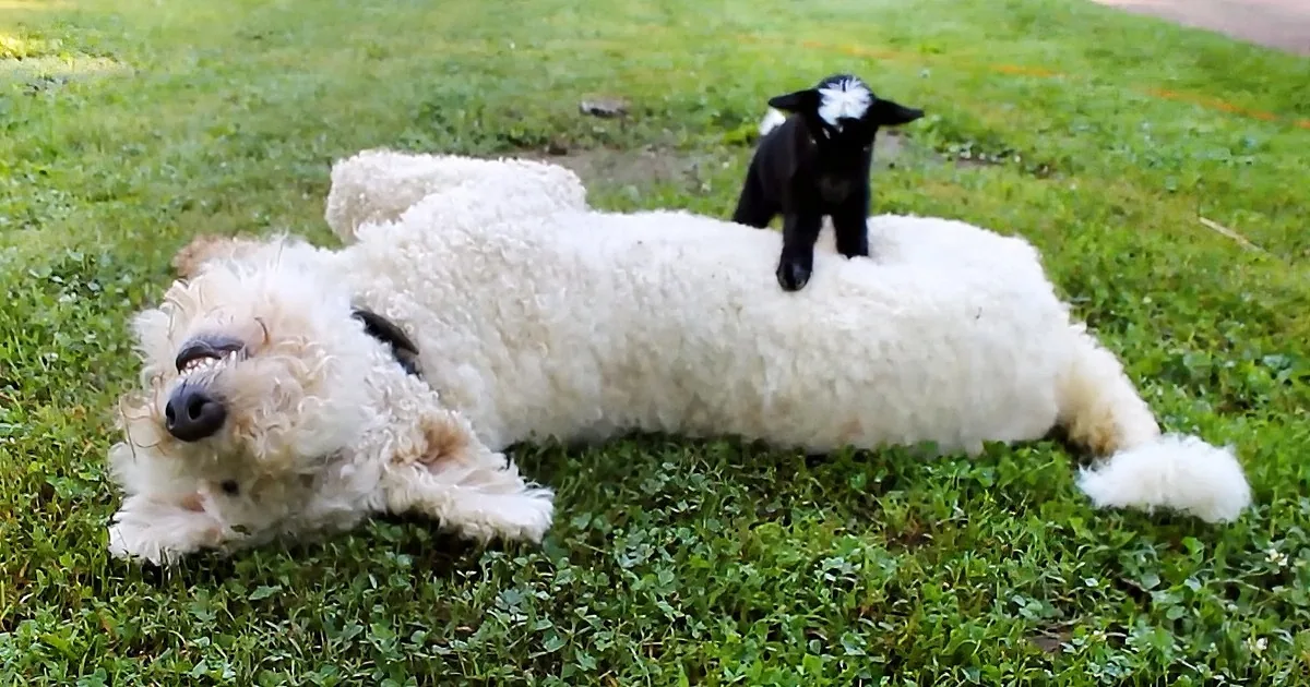 Sassy Baby Goat Barges in on Sleeping Dog''s Peaceful Nap