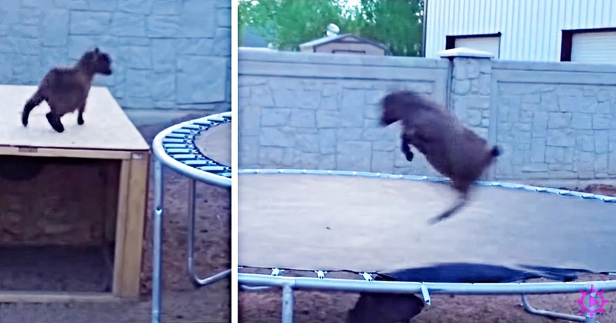 Jumping Baby Goat Can''t Contain His Excitement on Trampoline!
