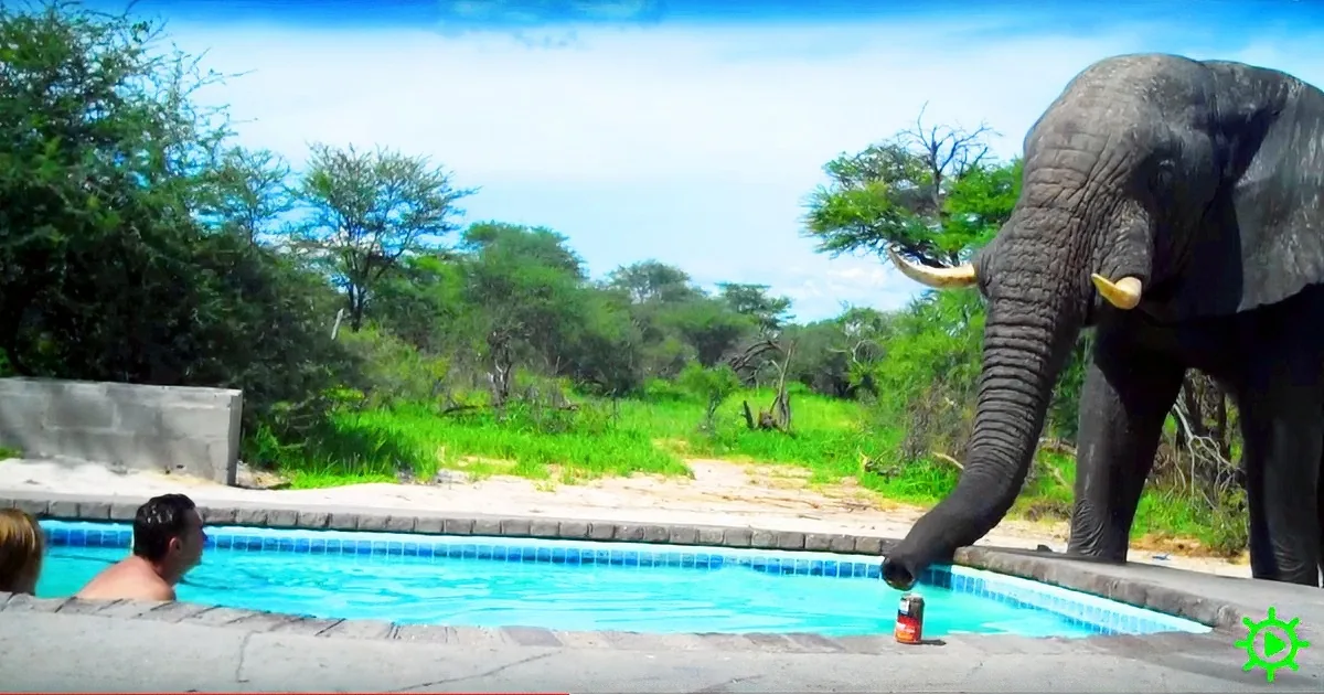 The Lodge at a Wildlife Conservancy Has a Pool: Sometimes It Gets Visitors...