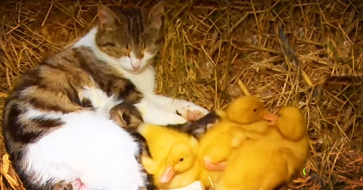 When They Saw the Cat Carrying a Duckling Away, They Feared the Worst
