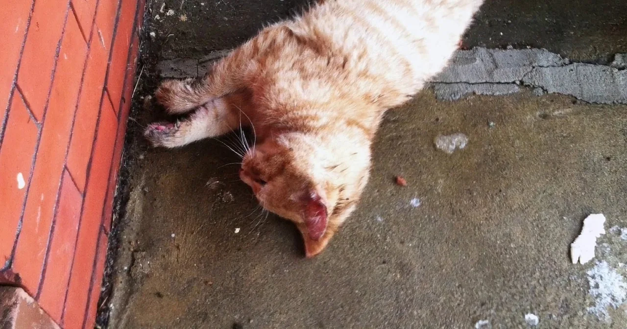 An orange tabby cat lies on its back on a concrete surface, appearing relaxed or possibly injured.